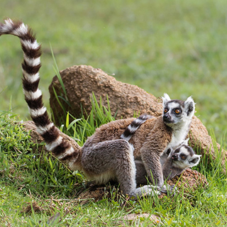 Anja - Ring-tailed lemur with baby
